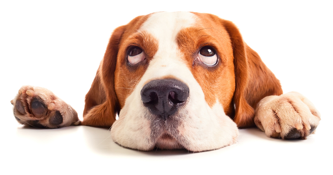 5 Common Myths About Pets and Body Corporates – Courtesy of Statewide Conveyancing