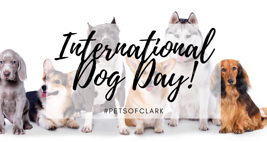 For the love of the dog!